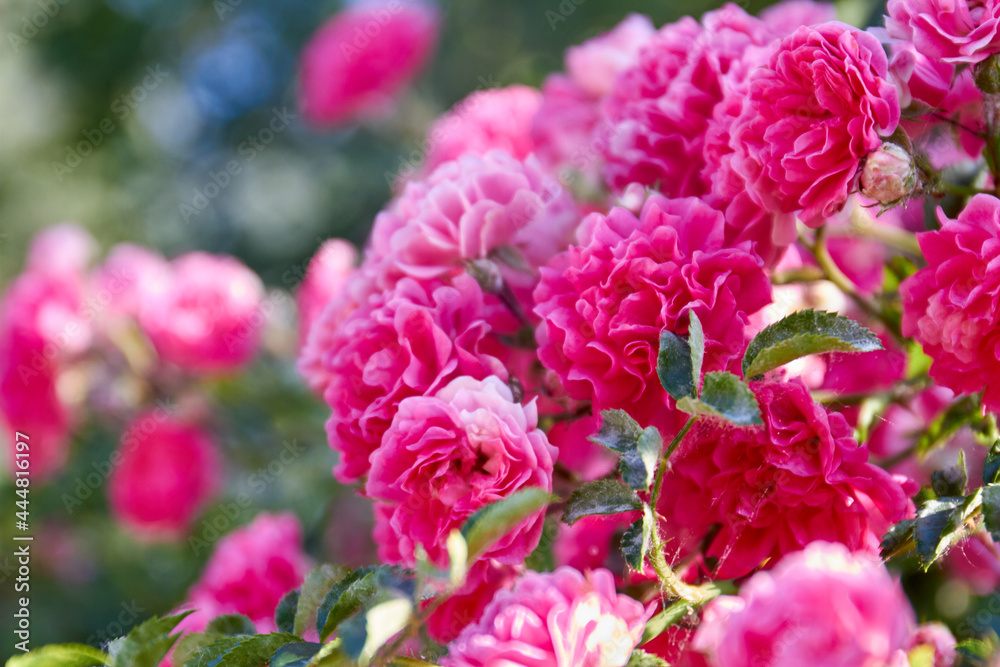 Close-up bouquet of blossoming pink damask roses in the garden.