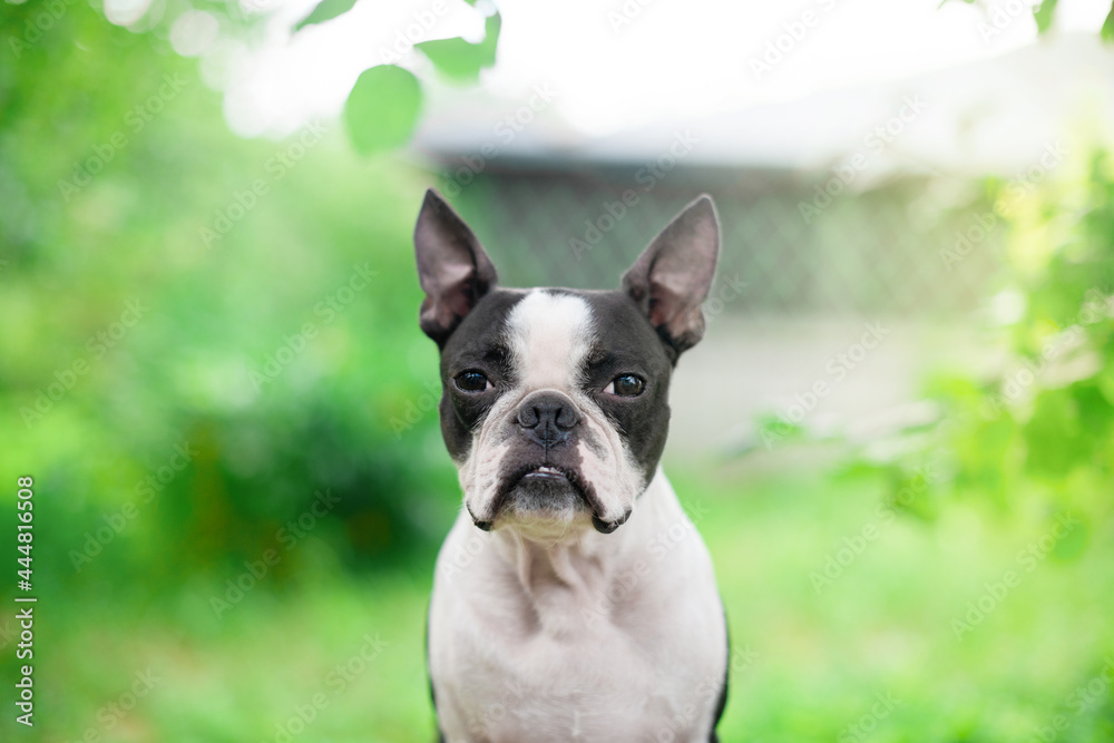 Portrait of a calm and serious Boston Terrier dog against a green summer landscape.