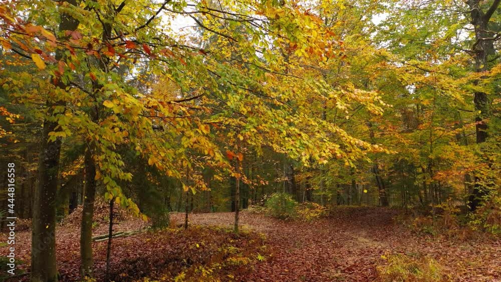 Magic colourful fall seasonal forest path with falling leaves. Flying forward through magic fairy tale woods. Magic colourful fall seasonal forest path with falling leaves. Flying forward through magic fairy tale woods.