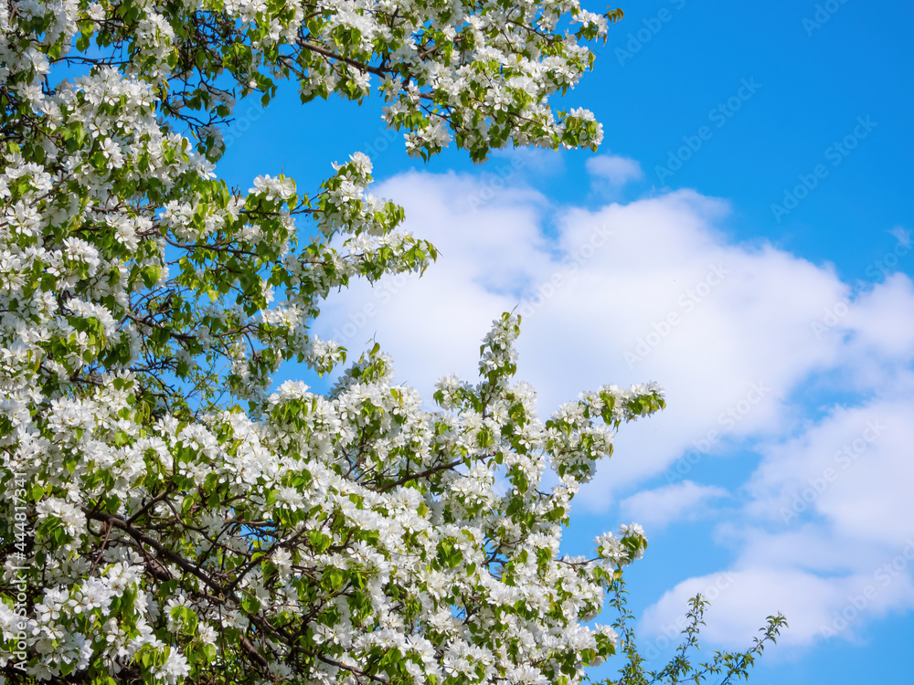 Fototapeta premium Apple tree with white flowers against the blue sky and clouds