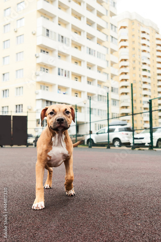 American Staffordshire Terrier puppy portrait. Happy dog on a walk