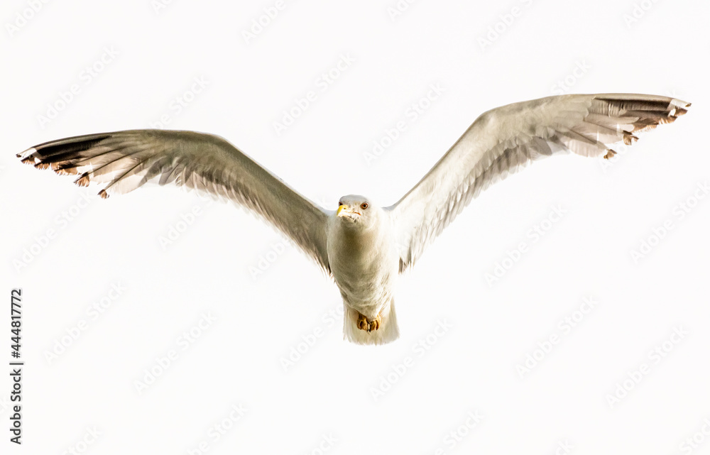 Fototapeta premium Gaivota