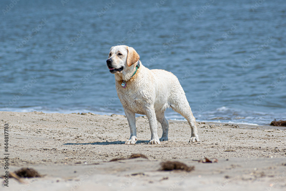 Adorable yellow lab dog 8-month-old puppy on the beach with the ocean in the background