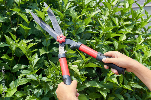 Hands with garden shears cutting a hedge in the garden.