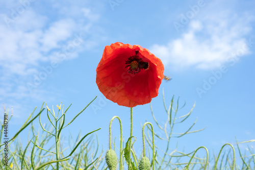 beautiful poppies on the edge of the field, bee-friendly agriculture in Mecklenburg Western Pomerania. Natural wildflower meadow. photo