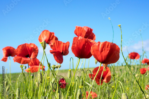 beautiful poppies on the edge of the field  bee-friendly agriculture in Mecklenburg Western Pomerania. Natural wildflower meadow.