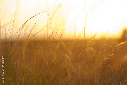 Soft focus shot of grass against sunset in the evening.