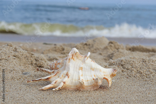 Seashells on a tropical seashore lying on the golden sand under the hot summer sun with copyspace. Sea shell conch on sand beach with blur image of blue sea and blue sky background. for travel summer 