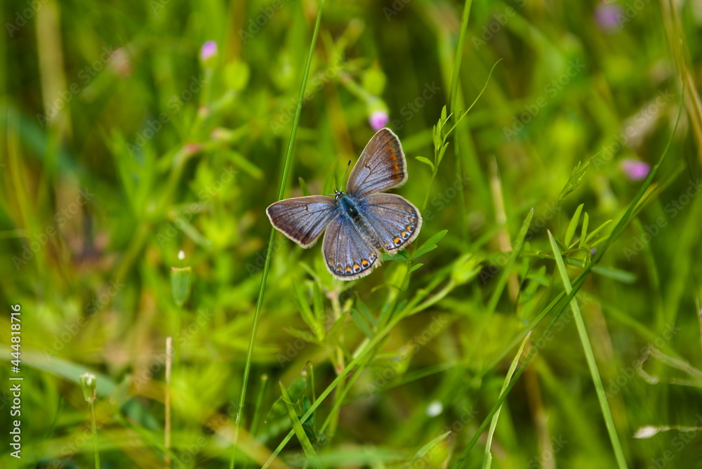 Bläuling
Schmetterling Bläuling
Schmetterling
