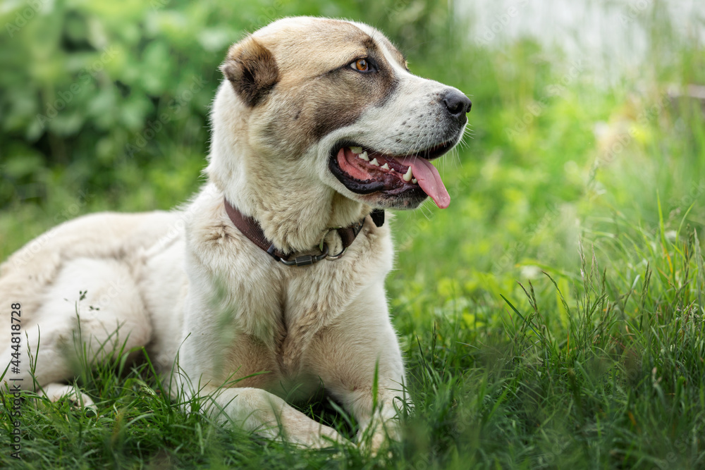 Asian Shepherd dog portrait on the green grass background Asian Shepherd dog portrait on the green grass background