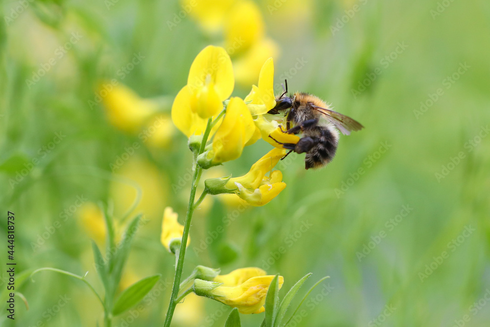 Bienenfreundliche Pflanzen mit bunten Blüten, Bienenweide mit Bienen