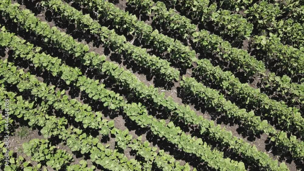 Young sunflower field drone view. Movement over even young rows of sunflowers. Young sunflower field drone view. Movement over even young rows of sunflowers.