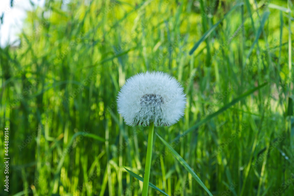 Dandelion seed pod in a beautiful background