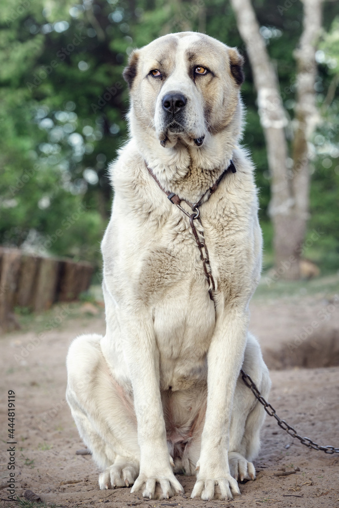 The attentive and all-controlling look of the Asian Shepherd The attentive and all-controlling look of the Asian Shepherd