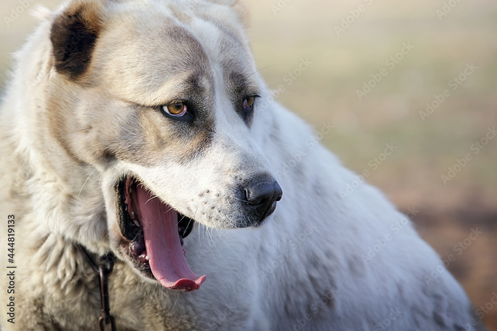 Asian shepherd dog portrait with human surprised expression Asian shepherd dog portrait with human surprised expression