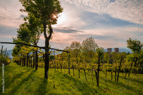 The rows of the vineyard of the castles of Romeo and Juliet in the province of Vicenza in Montecchio Maggiore. Blue sky clouds at sunset over the Venetian countryside, Vicenza Veneto Italy Europe.