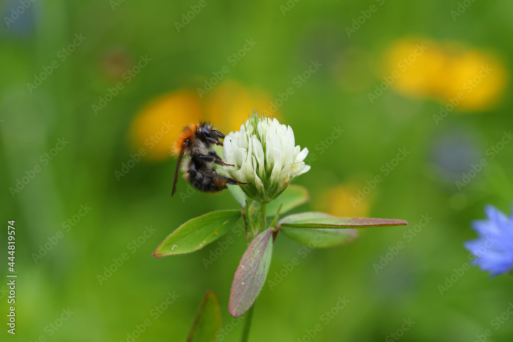 Bienenfreundliche Pflanzen mit bunten Blüten, Bienenweide mit Bienen, Hummeln Bienenfreundliche Pflanzen mit bunten Blüten, Bienenweide mit Bienen, Hummeln