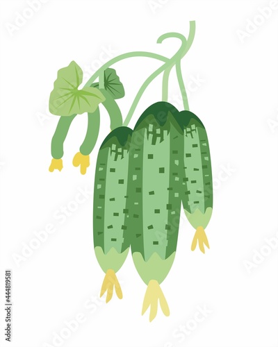 Realistic cucumbers grow on a branch. Vector illustration. Some cucumbers are not ripe and have yellow flowers. The theme of the cultivation of the dacha of the vegetable garden.