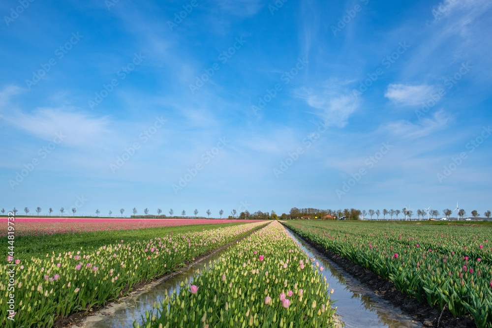 Tulipfields Flevoland Province, The Netherlands Tulipfields Flevoland Province, The Netherlands