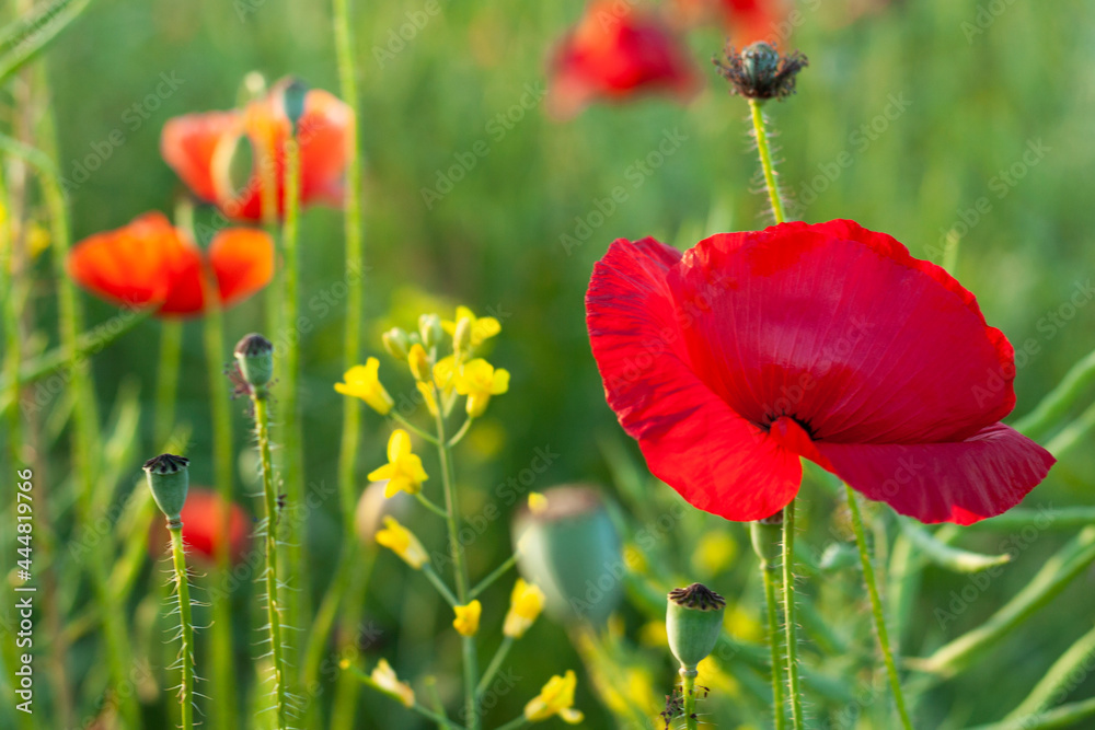 Red poppies in a field