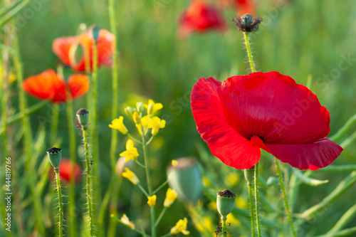 Obraz na płótnie Red poppies in a field w salonie