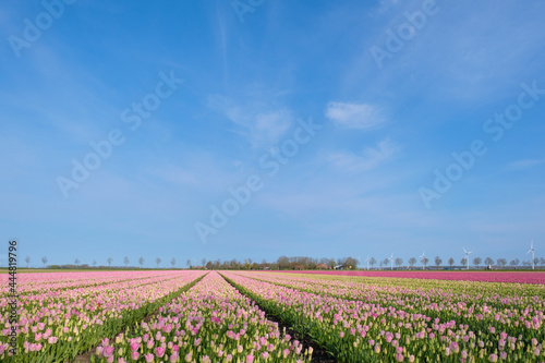 Tulipfields Flevoland Province, The Netherlands