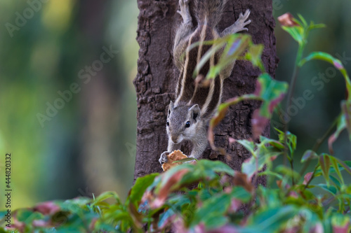A Squirrel on the tree trunk  paused and looking very curiously during a summer afternoon