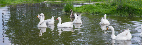 White geese swim in the pond. The concept of farming