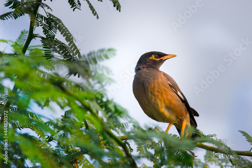 Common Myna - Acridotheres tristis or Indian myna , sometimes spelled mynah,member 
 of the family Sturnidae (starlings and mynas) native to Asia, invasive in Australia.
 photo