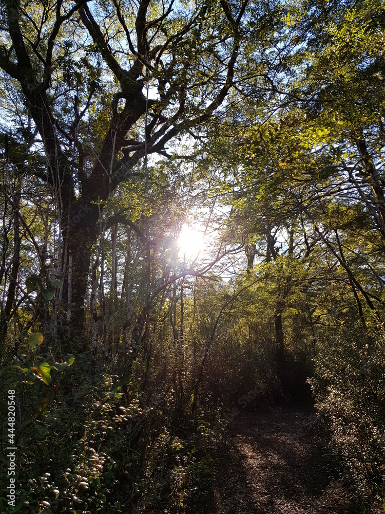 Naklejka premium sun rays in the forest