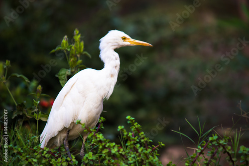 Bubulcus ibis Or Heron Or Commonly know as the Cattle Egret seen among the flower plants in search of pest for their livelihood. 