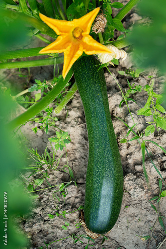 Blooming zucchini in the garden. New harvest. Vitamins and healthy food. Vertical.