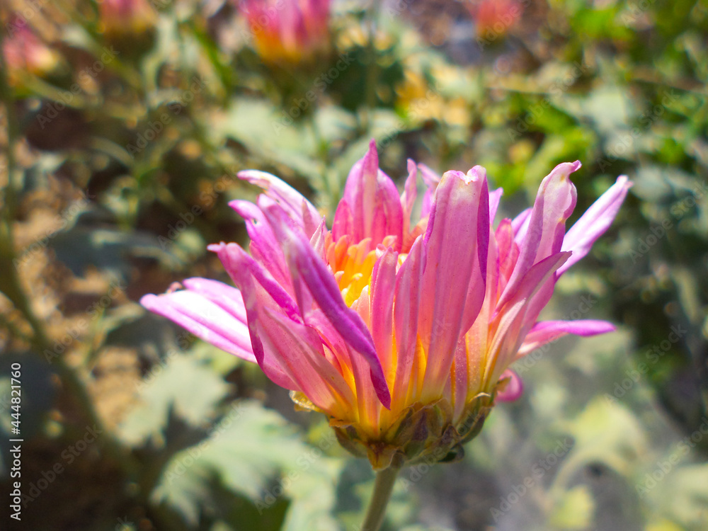 Cosmos Flower Close up In Garden Flora nature plant leaf pink flowers blossom Cosmos Flower Close up In Garden Flora nature plant leaf pink flowers blossom