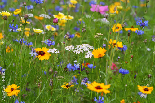 Fototapeta Naklejka Na Ścianę i Meble -  Bienenfreundliche Pflanzen mit bunten Blüten, Bienenweide mit Bienen, Hummeln