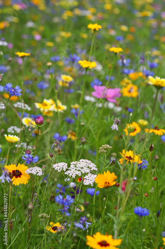 Bienenfreundliche Pflanzen mit bunten Blüten, Bienenweide mit Bienen, Hummeln