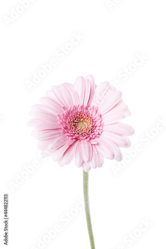 Pink Daisy flower on a white background