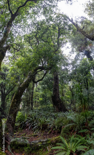 Hiking the Ngamoko track in Waikaremoana  New Zealand