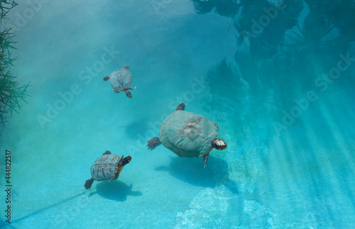 captive turtle family swimming in a pond