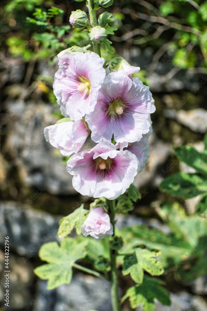 Obraz premium Stockrose in weiß