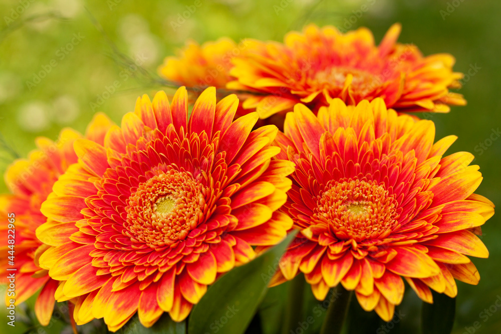 Close-up of the beautiful gerbera flowers