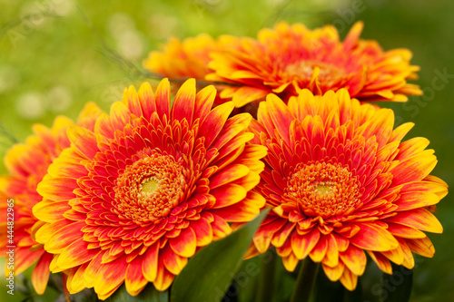 Obraz na płótnie Close-up of the beautiful gerbera flowers w salonie