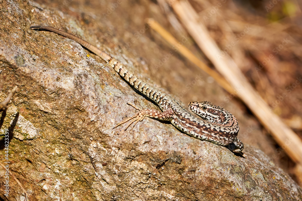 Common wall lizard sunbathing on a rock in the morning (Podarcis Muralis) Common wall lizard sunbathing on a rock in the morning (Podarcis Muralis)