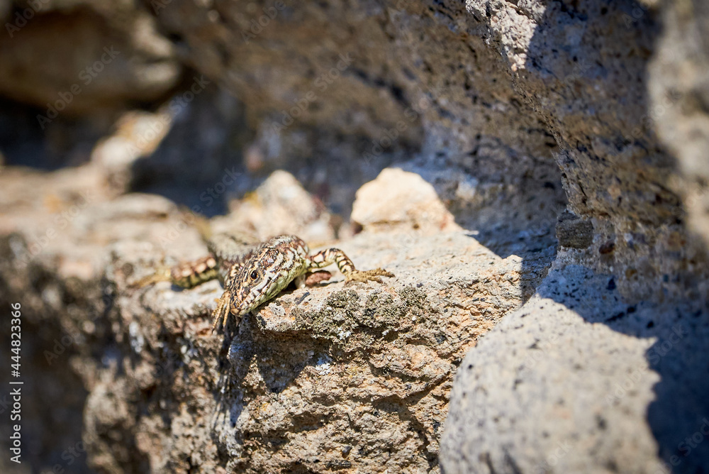Common wall lizard sunbathing on a rock in the morning (Podarcis Muralis) Common wall lizard sunbathing on a rock in the morning (Podarcis Muralis)