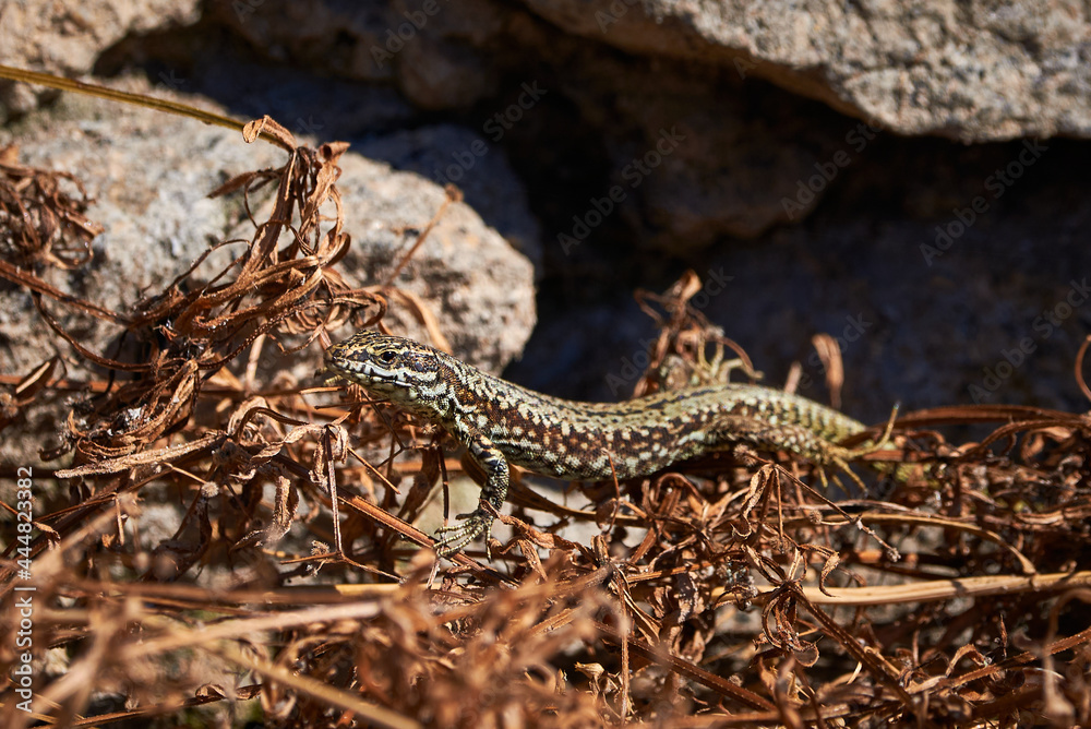 Common wall lizard sunbathing in the morning (Podarcis Muralis) Common wall lizard sunbathing in the morning (Podarcis Muralis)