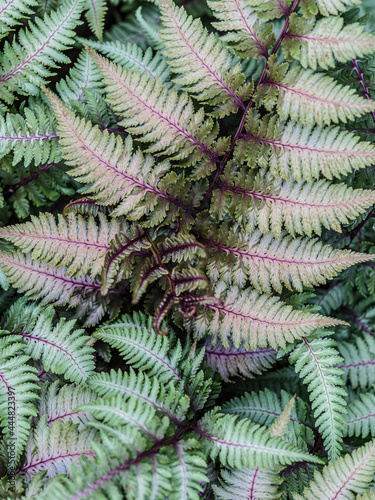 Obraz na plátně Ferns Abstract. Close-up of ferns in a garden.
