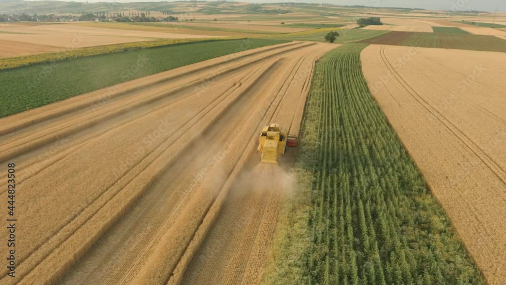 Aerial view of a combine collecting the wheat crop. Wheat harvesting shears. Harvester in the field. Drone Shot. Industrial footage on agricultural theme in Europe. Aerial view of a combine collecting the wheat crop. Wheat harvesting shears. Harvester in the field. Drone Shot. Industrial footage on agricultural theme in Europe.
