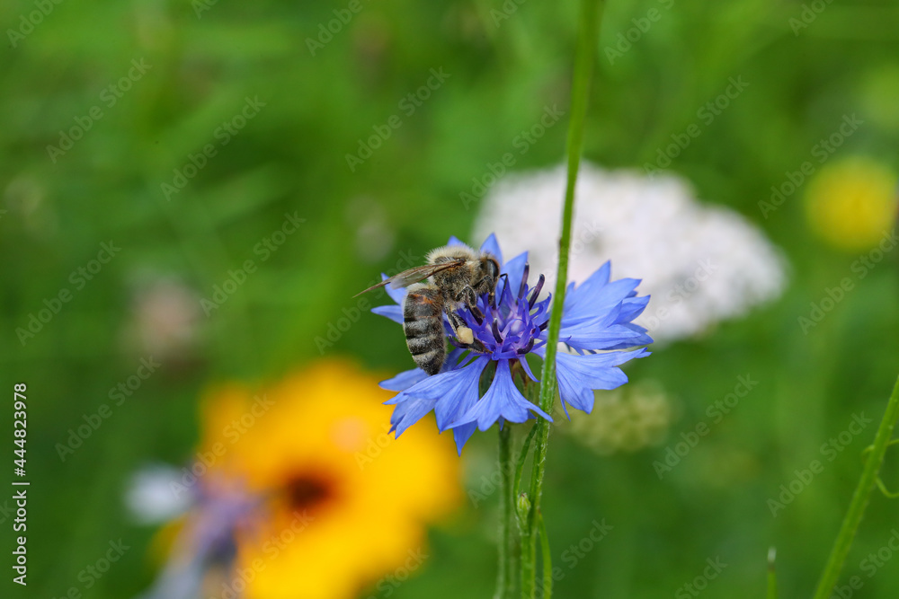 Bienenfreundliche Pflanzen mit bunten Blüten, Bienenweide mit Bienen, Hummeln