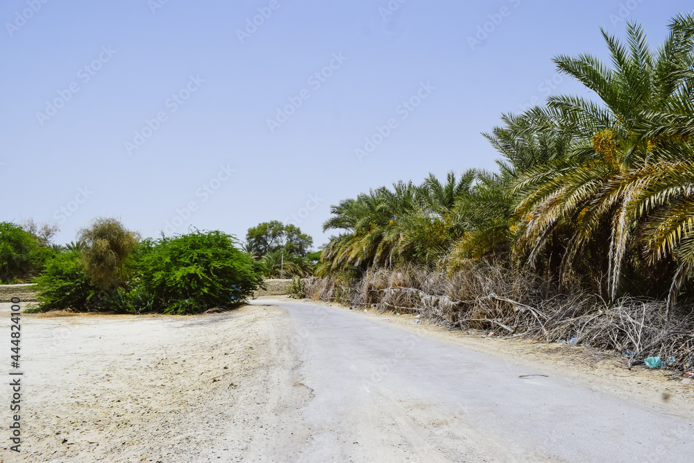 Palm Dates Tree Fruit Garden Landscape, Natural tropical food summer season nutrition Palm Dates Tree Fruit Garden Landscape, Natural tropical food summer season nutrition