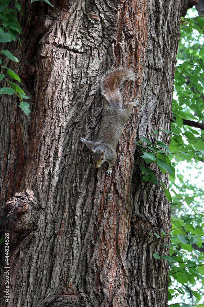 Eichhörnchen am Baum Eichhörnchen am Baum