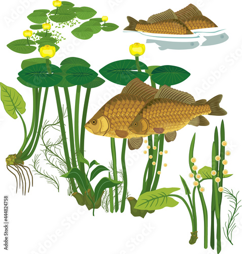 Pair of crucian carp fishes during spawning and and yellow water-lily plants isolated on white background